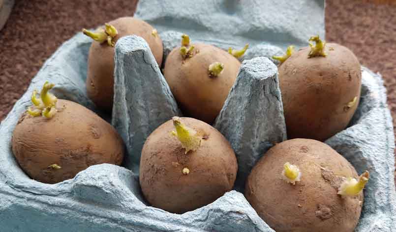 potato chitting