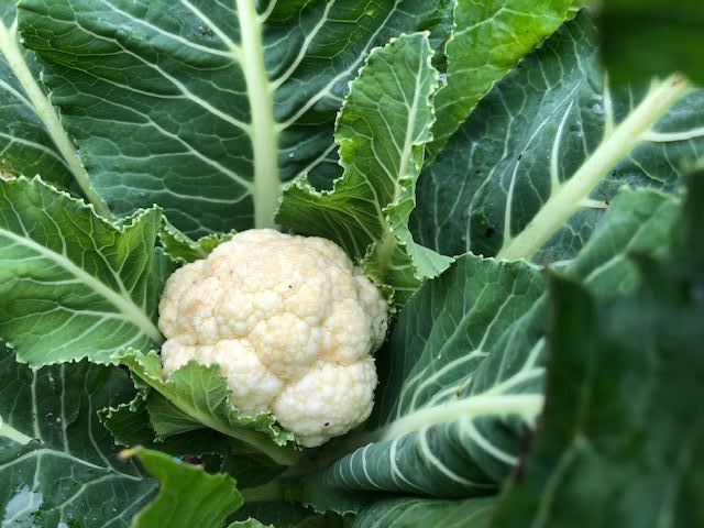 Cauliflower