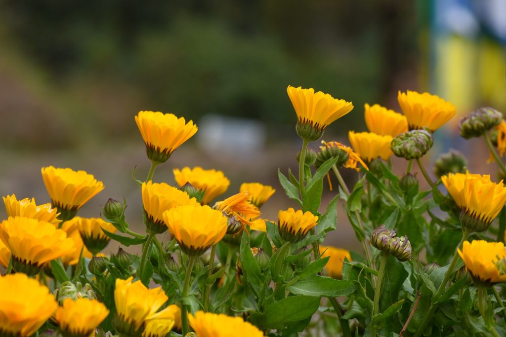 Calendula