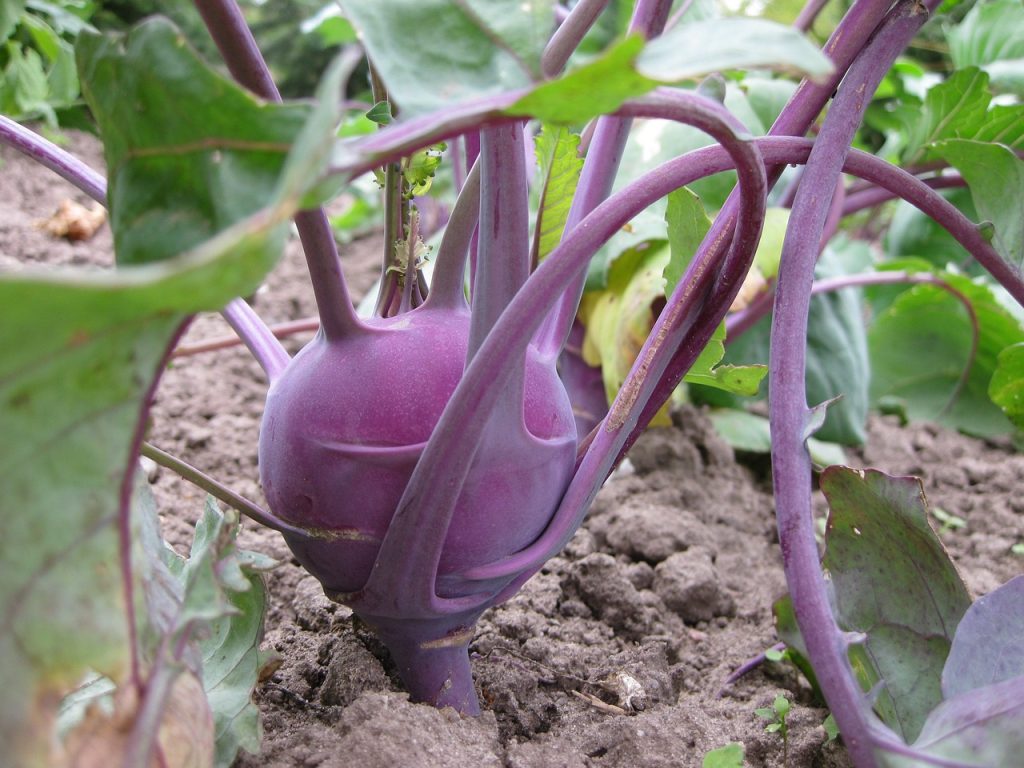 purple kohlrabi