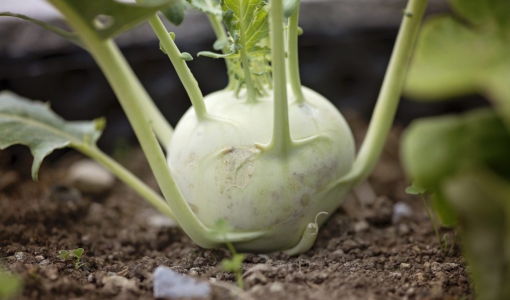 Green kohlrabi