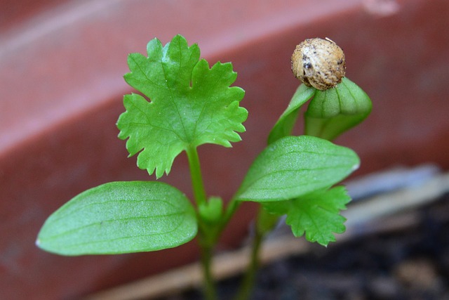 coriander