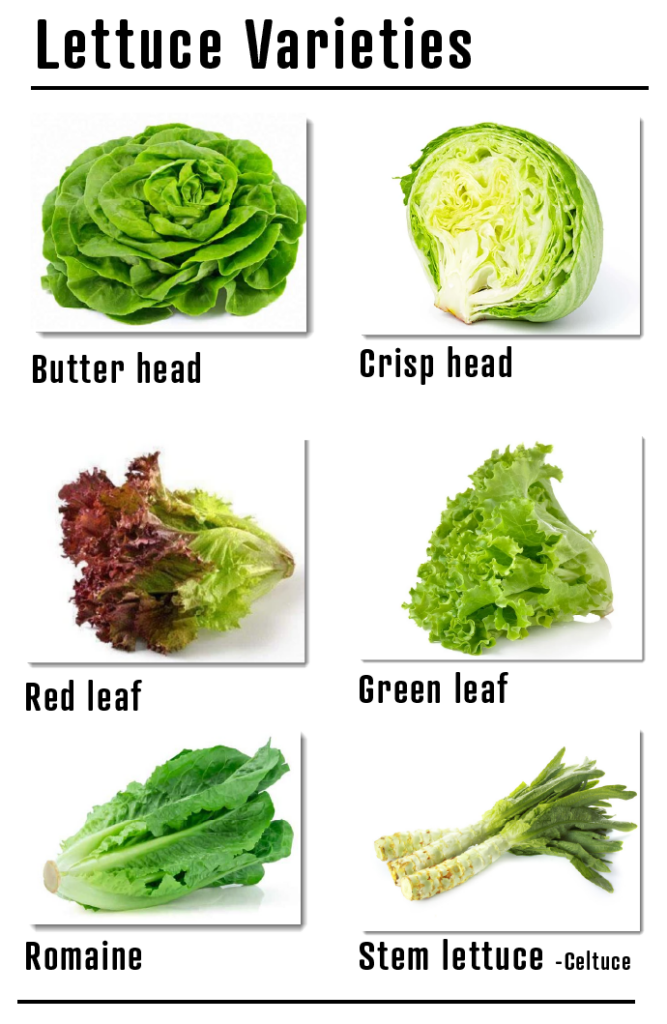 Lettuce varieties